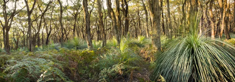 Carbon Farming & Nature Repair Services