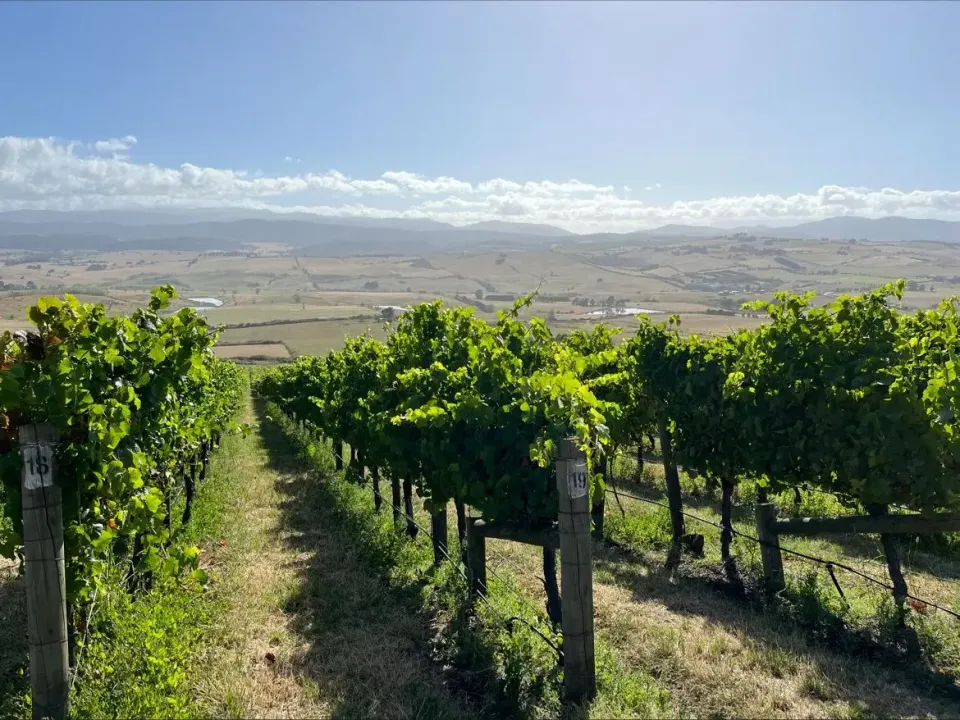 Vineyards