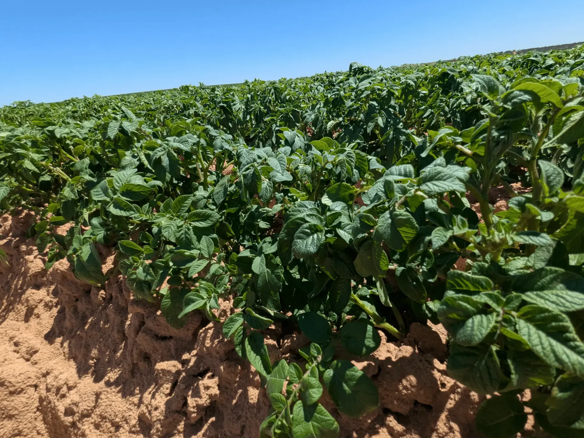 Potatoes & Vegetable Crops