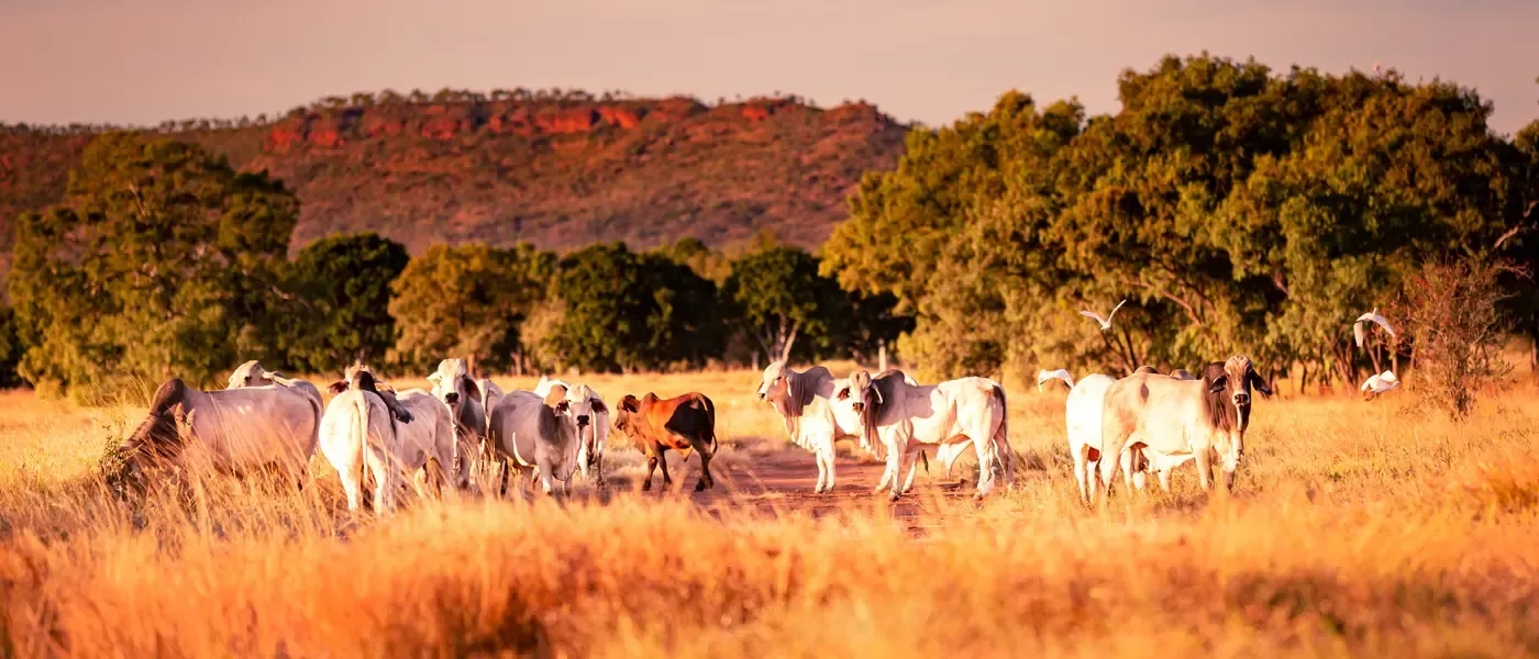 Cattle on a remote northern station at sunset — carbon farming and nature repair projects